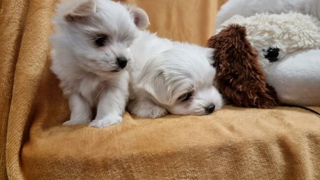 MALTANCZYK MINIATURKA rodowód