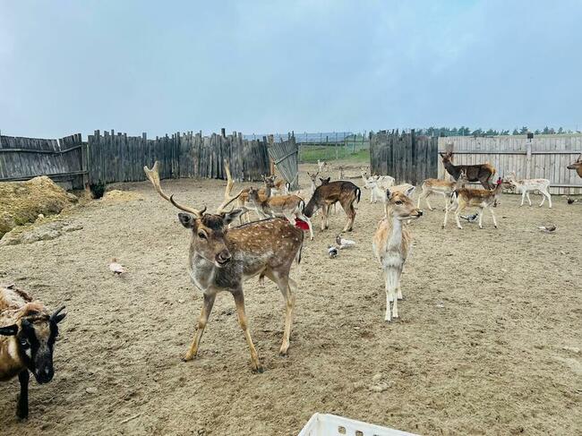 Daniele na sprzedaż tanio