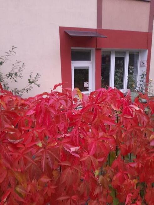 w kamienicy parter 60m2 Centrum z dużym ogrodem lokal