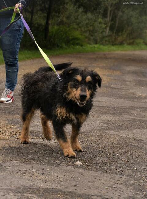 Bruno piękny pies w typie nie łatwiej rasy niemieckiego teri