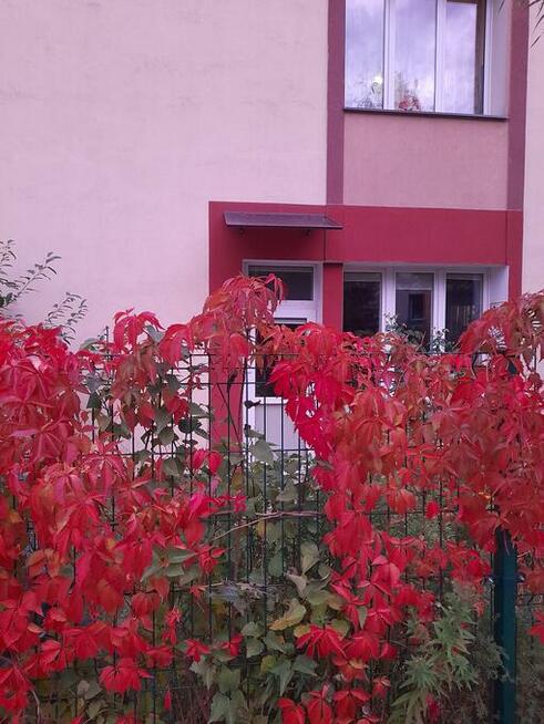 w kamienicy parter 60m2 Centrum z dużym ogrodem lokal