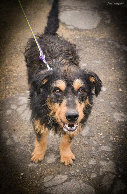 Bruno piękny pies w typie nie łatwiej rasy niemieckiego teri