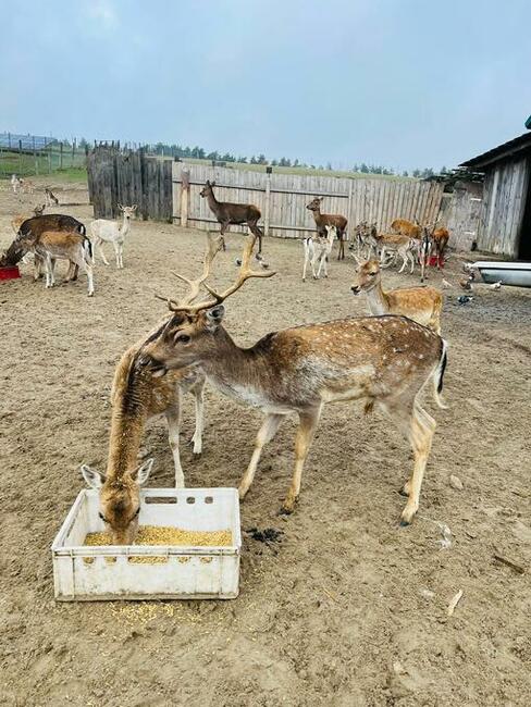 Daniele na sprzedaż tanio