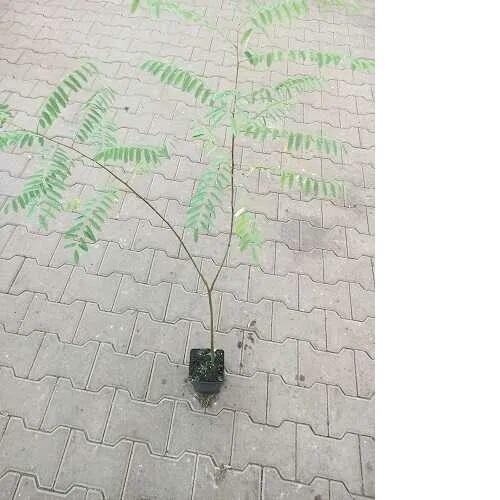 P11 Amorfa Indygowiec Amorpha Fruticosa HURT DETAL