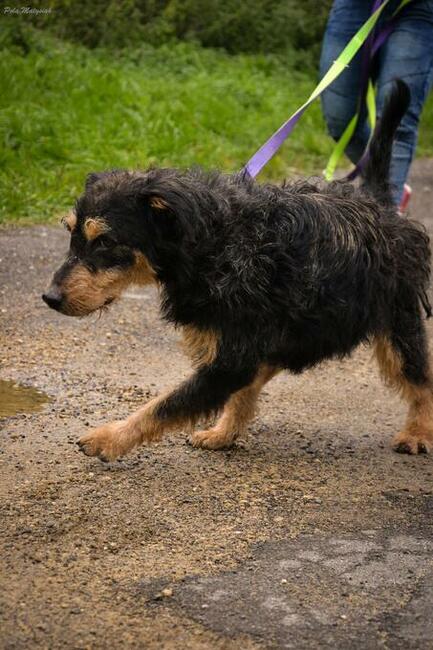 Bruno piękny pies w typie nie łatwiej rasy niemieckiego teri