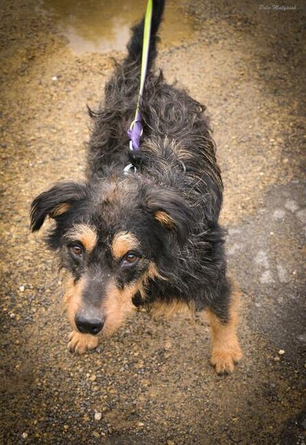 Bruno piękny pies w typie nie łatwiej rasy niemieckiego teri