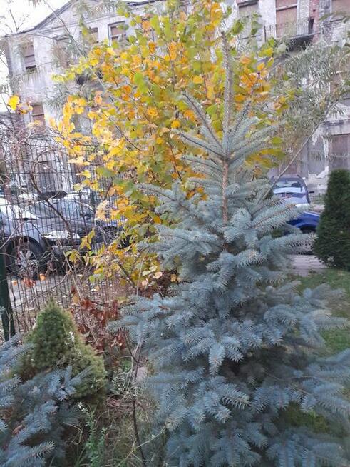 w kamienicy parter 60m2 Centrum z dużym ogrodem lokal