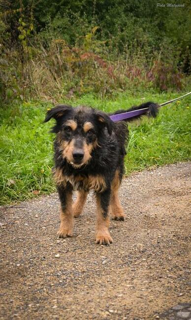 Bruno piękny pies w typie nie łatwiej rasy niemieckiego teri