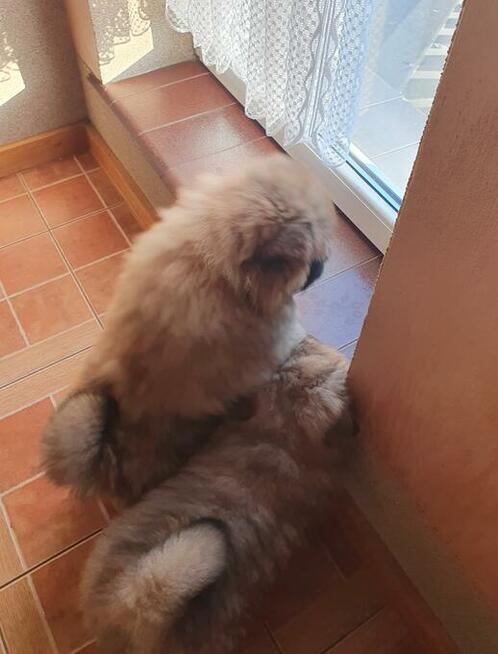 CHOW CHOW śliczny cynamonowy piesek