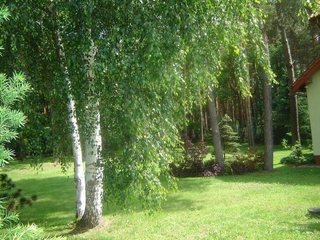 Niepowtarzalny dom na pięknej działce