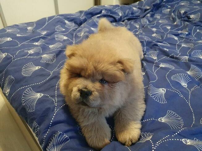 CHOW CHOW śliczny cynamonowy piesek