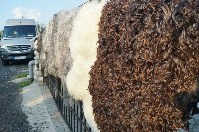 Naturalna skóra owcza Szewdzka Dywany Dywaniki