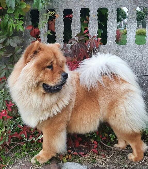 CHOW CHOW śliczny cynamonowy piesek