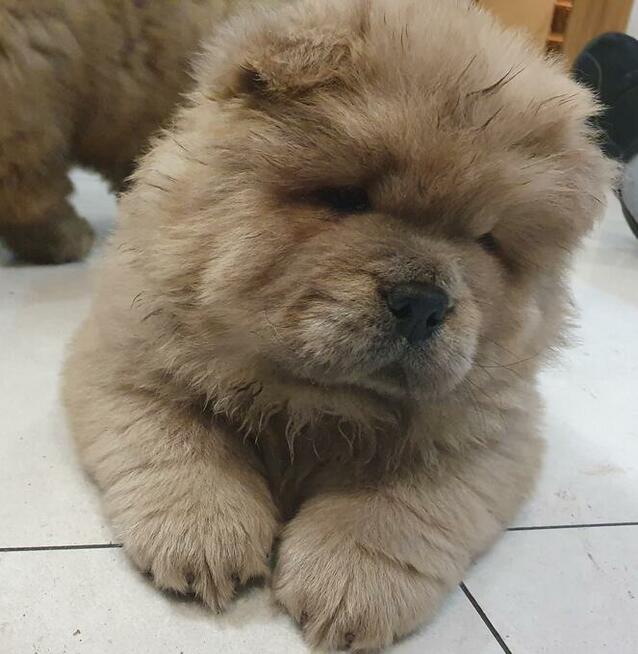 CHOW CHOW śliczny cynamonowy piesek