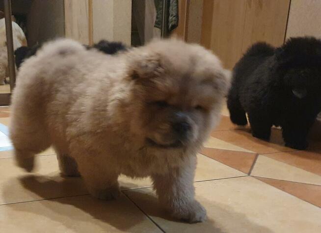 CHOW CHOW śliczny cynamonowy piesek