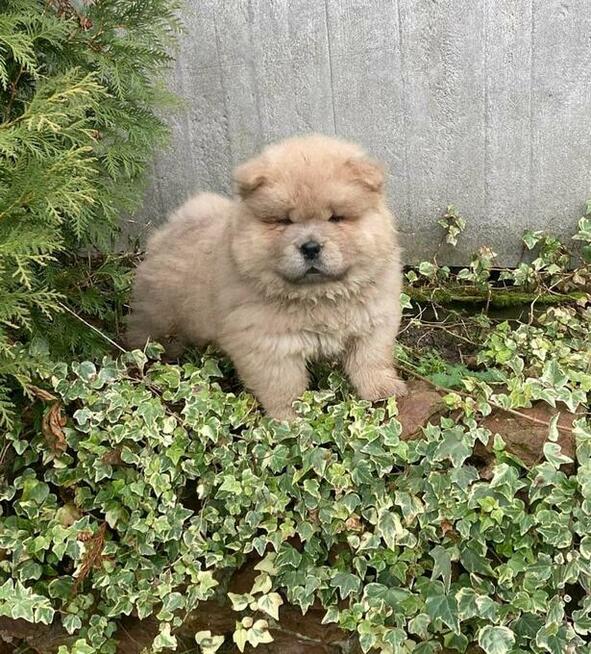 CHOW CHOW śliczny cynamonowy piesek