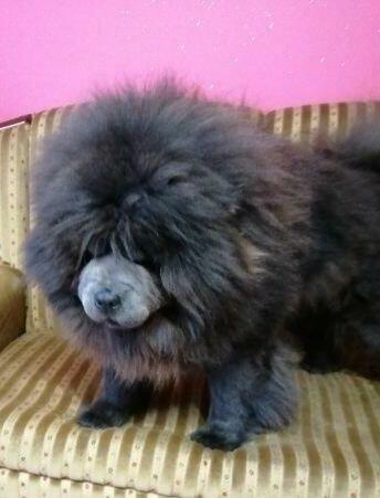 CHOW CHOW śliczny cynamonowy piesek