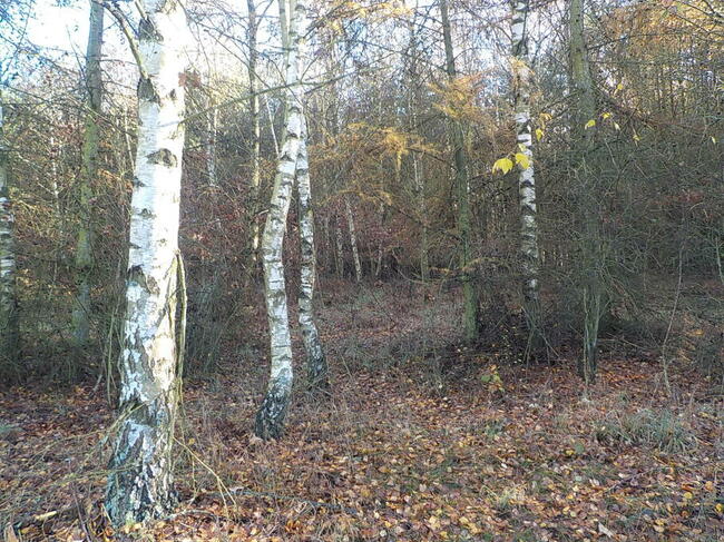 Sprzedam działkę 8 ha z możliwością zabudowy 6 ha to Las