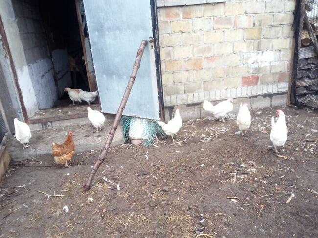 Jajka wiejskie z podwórka, dowóz