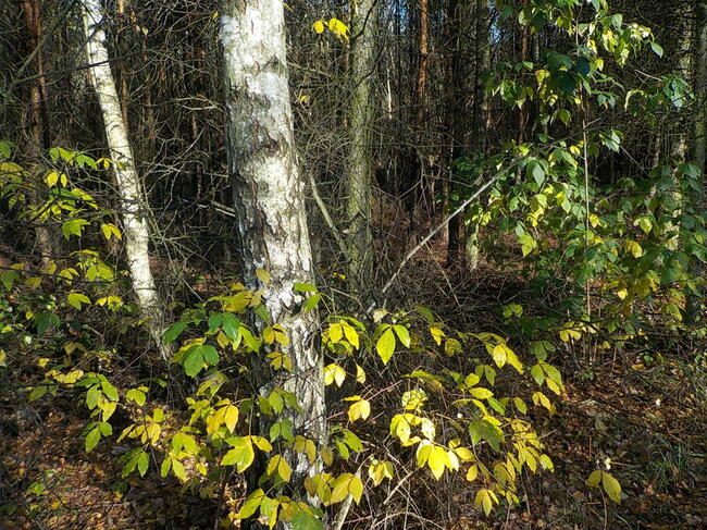 Sprzedam działkę 8 ha z możliwością zabudowy 6 ha to Las