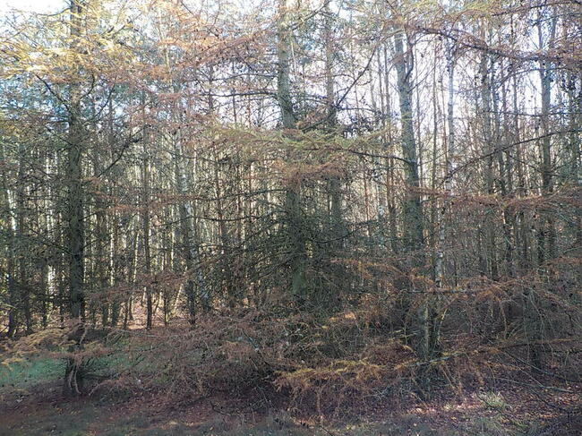 Sprzedam działkę 8 ha z możliwością zabudowy 6 ha to Las