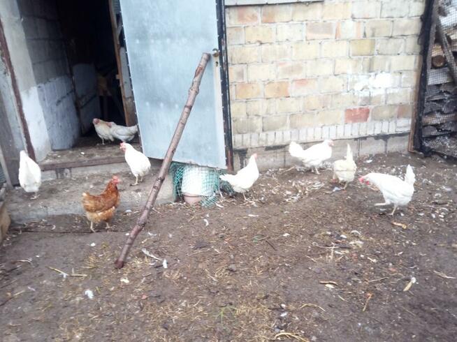 Jajka.Na rosół tuszki wiejskie ekologiczne z podwórka, dowóz