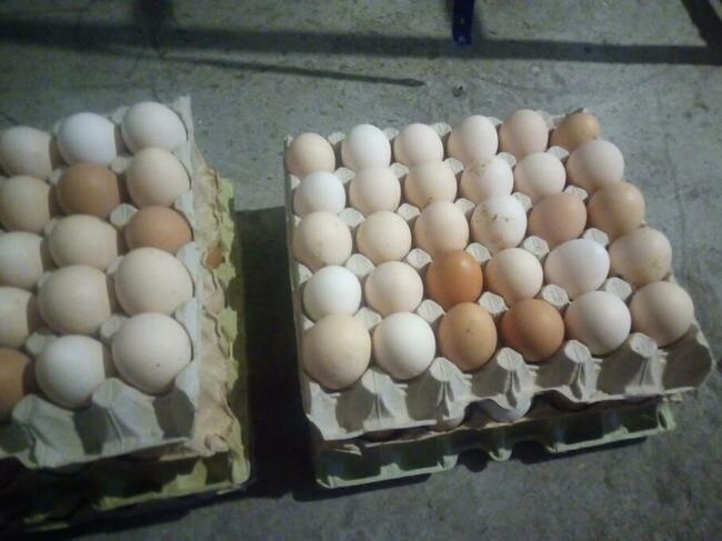 Jajka wiejskie z podwórka, dowóz