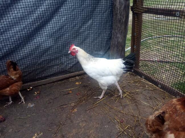 Jajka wiejskie z podwórka, dowóz