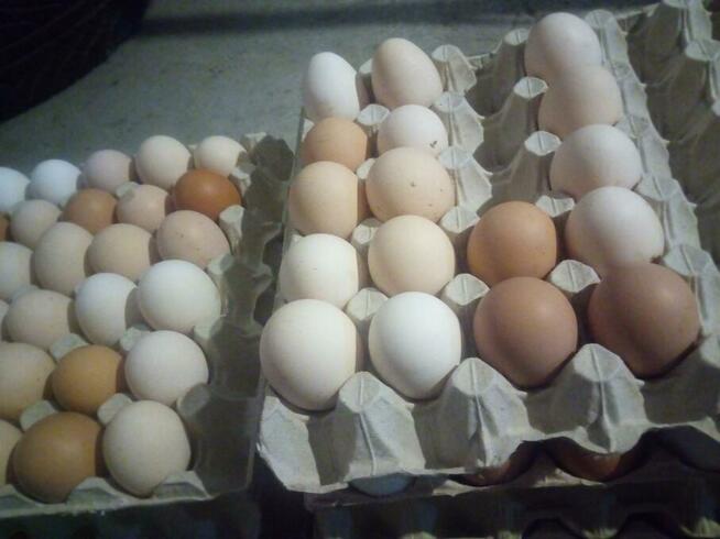 Jajka.Na rosół tuszki wiejskie ekologiczne z podwórka, dowóz