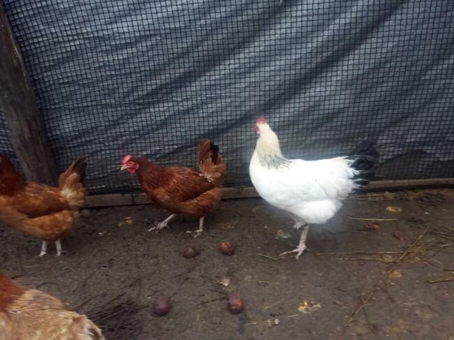 Jajka.Na rosół tuszki wiejskie ekologiczne z podwórka, dowóz