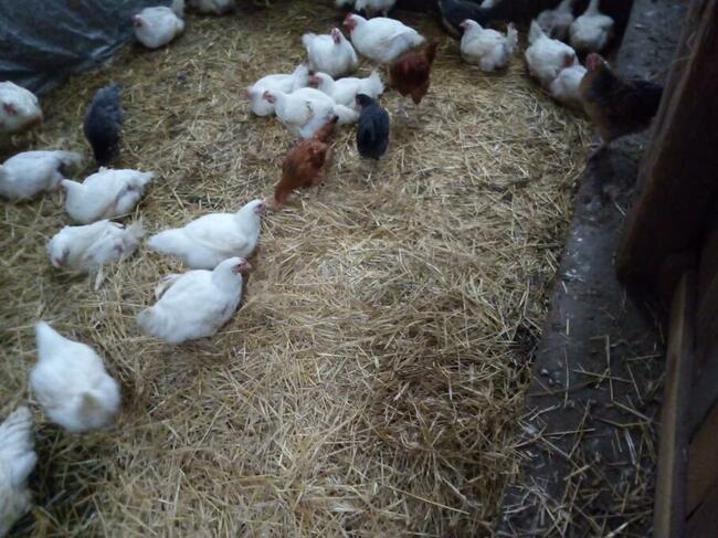 Jajka wiejskie z podwórka, dowóz