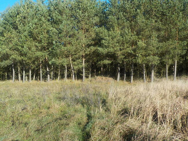 Sprzedam działkę 8 ha z możliwością zabudowy 6 ha to Las