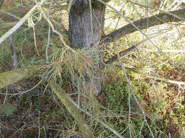 Sprzedam działkę 8 ha z możliwością zabudowy 6 ha to Las