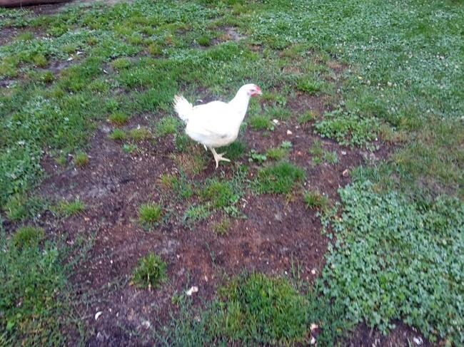 Jajka wiejskie z podwórka, dowóz