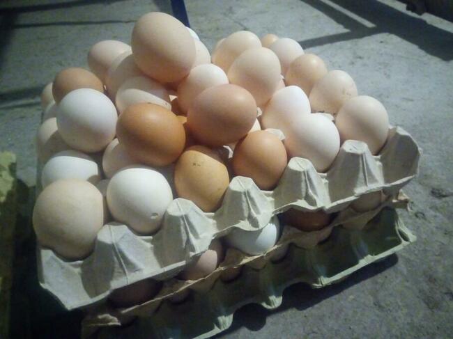 Jajka wiejskie z podwórka, dowóz
