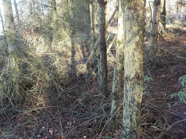 Sprzedam działkę 8 ha z możliwością zabudowy 6 ha to Las