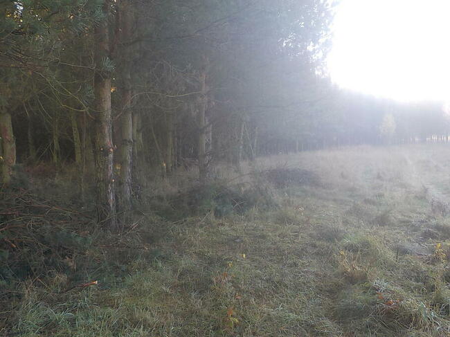 Sprzedam działkę 8 ha z możliwością zabudowy 6 ha to Las