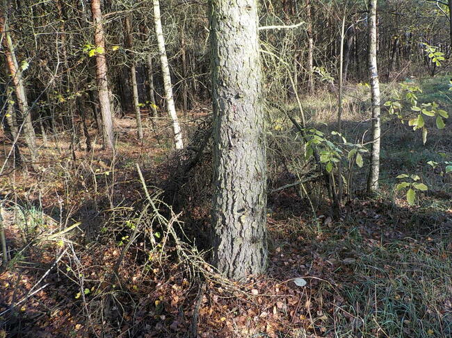 Sprzedam działkę 8 ha z możliwością zabudowy 6 ha to Las