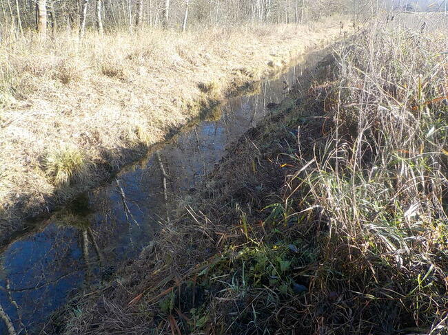 Sprzedam działkę 8 ha z możliwością zabudowy 6 ha to Las