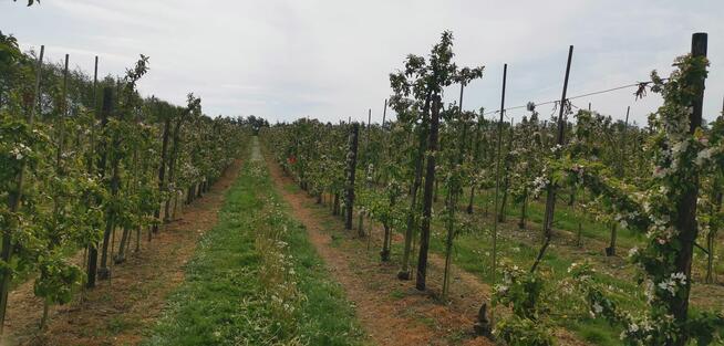 Praca w Danii, przycinanie drzewek owocowych