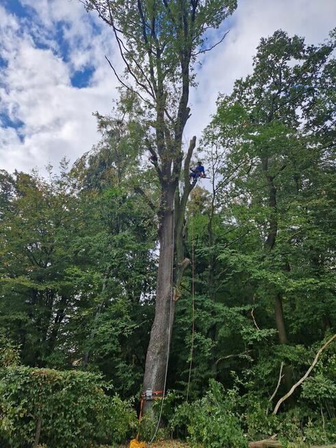 Alpinistyczna wycinka drzew, wycinanie, przycinanie gałęzi