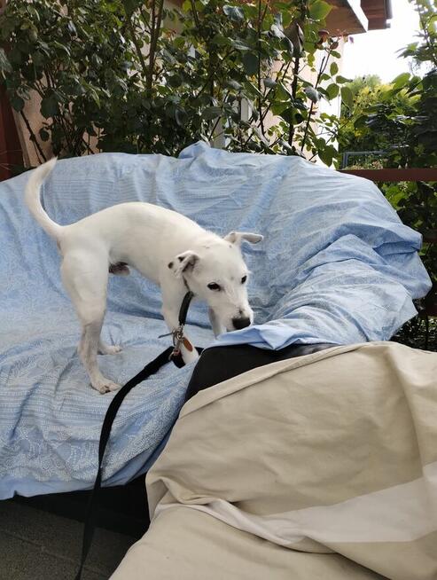 Hotel dla psów psia leśniczówka