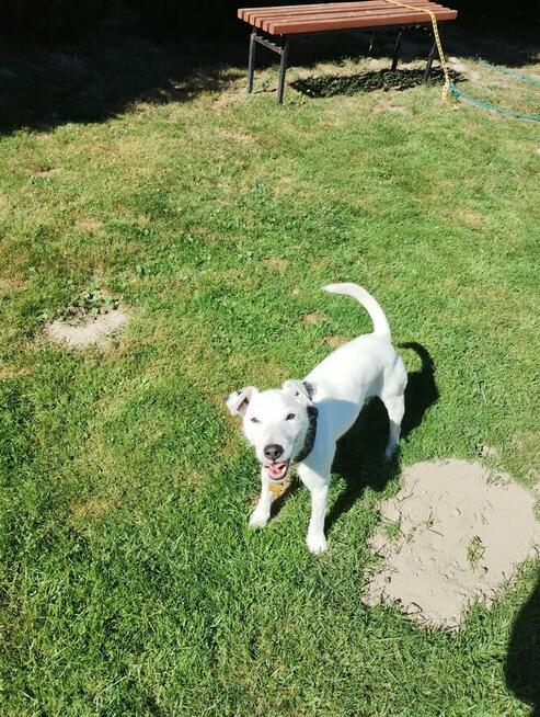 Hotel dla psów psia leśniczówka