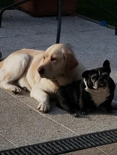 Hotel dla psów psia leśniczówka