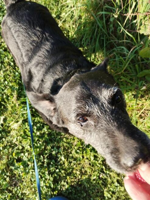 Hotel dla psów psia leśniczówka