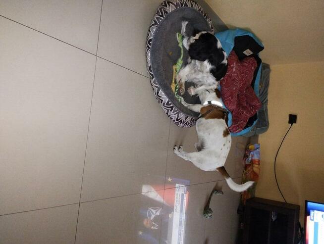 Hotel dla psów psia leśniczówka