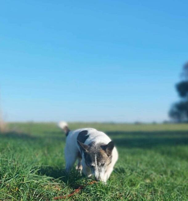 Pinio szuka domu, pies, mały