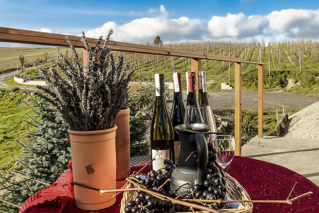 Winnica, nowy dom, duża działka, zyskowny biznes