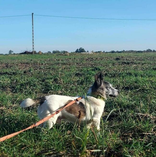 Pinio szuka domu, pies, mały