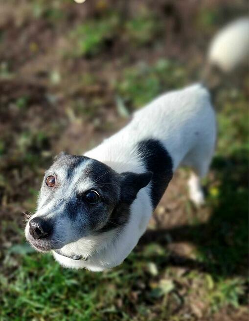 Pinio szuka domu, pies, mały